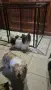 Biewer terrier Sofia , снимка 4