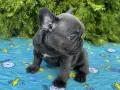 Френски Булдог / French Bulldog 
, снимка 13