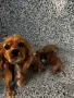Кученца кокер шпаньол, снимка 7