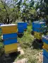 Продавам  пчелни  семейство , снимка 2