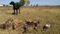 Курцхаар елитен чисто черен. , снимка 2