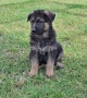 малки немски овчарки, снимка 18