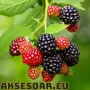 Висококачествени нови семена от хранителна Къпина без бодли Rubus rusticanus 50+ семена антиоксидант, снимка 5