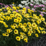 Argiranthemum Bright Yellow (Аргирантемум), снимка 3