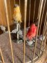 Много рядка механична играчка Птици в клетка, снимка 8