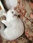 Британска късокосместа котка, снимка 1 - Британска късокосместа - 42412790