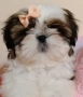 момче и момиче Ши Тцу, снимка 4