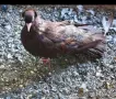 Паламарски гълъби , снимка 3