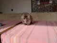 Померан. Мими момченце., снимка 3