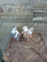 Николаевски гълъби 5 двойки , снимка 12