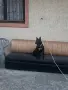 Питбули по 150евро, снимка 1