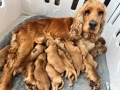 Кокер шпаньол червен момче, снимка 2