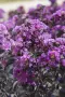 Lagerstroemia ‘Purely Purple’ (Лагерстремия Чисто лилава), снимка 3