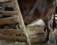 свободна млечна крава , снимка 2