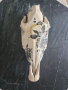 Конски череп за декорация - ръчно рисуван, снимка 1