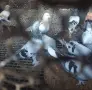 Гълъби  мардини, снимка 7