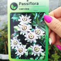 Пасифлора, Passiflora caerulea, снимка 4 - Градински цветя и растения - 44797301