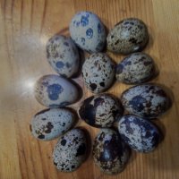 Яйца от пъдпъдъци, снимка 1 - други­ - 42841001