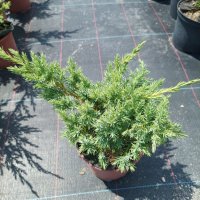 Стелеща Хвойна Шлагер,  Juniperus conferta Schlager, снимка 5 - Градински цветя и растения - 39228677