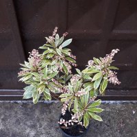 Пиерис-(pieris japonica)(4-сорта), снимка 9 - Градински цветя и растения - 32197304
