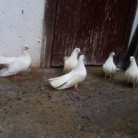 Бели гълъби старозагорски, снимка 7 - Гълъби - 31661069