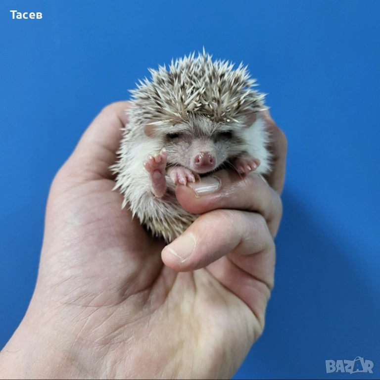 Африкански мини таралежчета, снимка 1