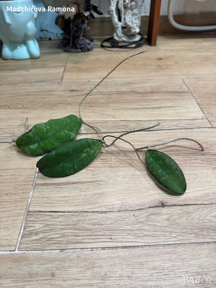 Hoya Perak Malaysia , снимка 1