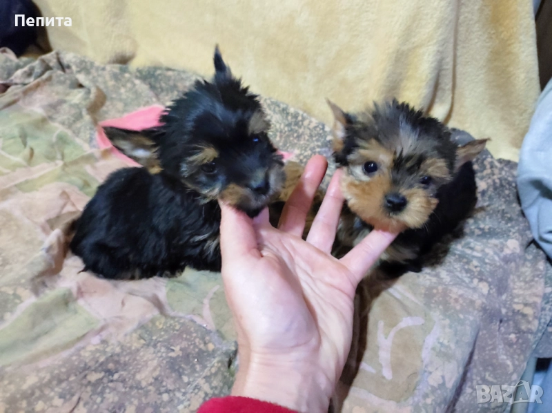 Мини йоркширски териери, снимка 1