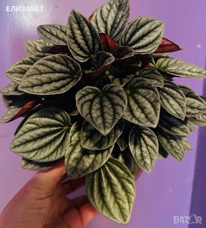 Пеперомия, снимка 1