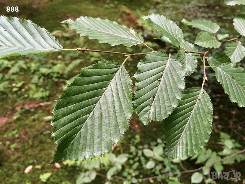 Букови листа , кори , корени, снимка 1