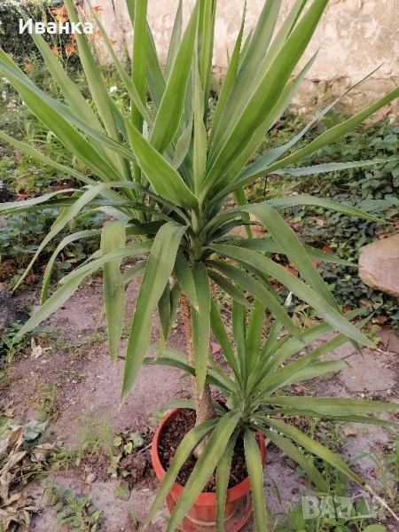 цвете Юка, снимка 1