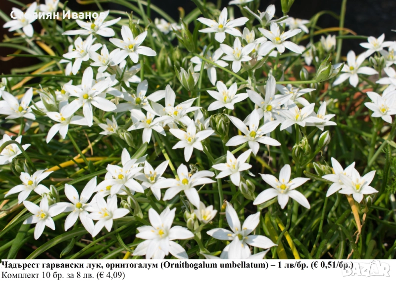Чадърест гарвански лук, орнитогалум (Ornithogalum umbellatum) –  луковици, снимка 1