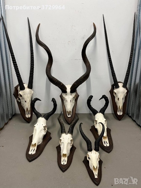Трофеи - орикс, куди, блеснал, снимка 1