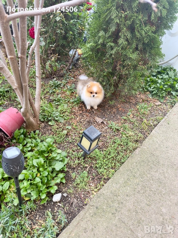 Померан мини померанче, снимка 1