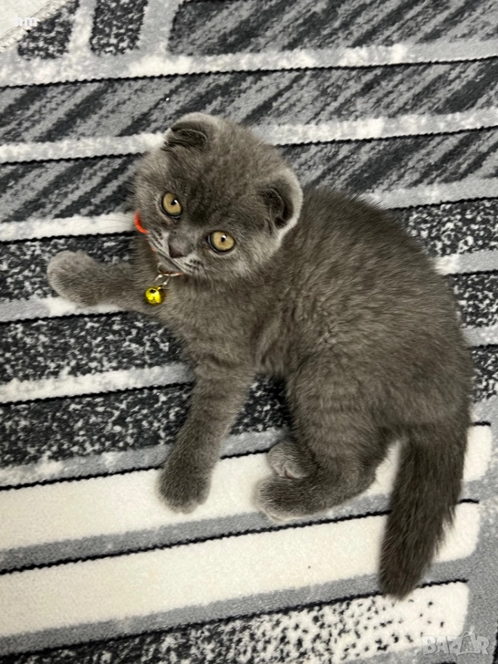 Шотландско клепоухо, снимка 1