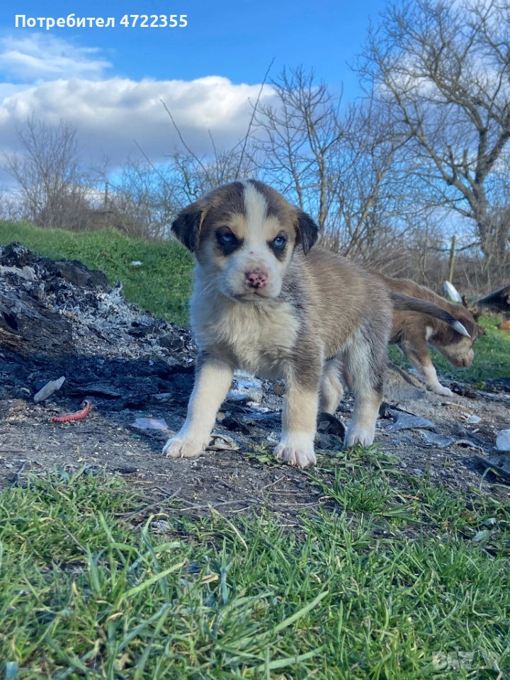 Продавам малки хъскита на 1 месец и половина, снимка 1