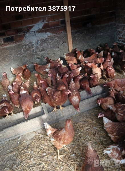 свободни ярки ломан Браун пред пронасяне , снимка 1