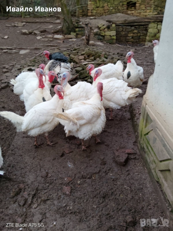 Продавам пуяци, снимка 1