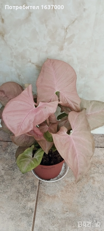 Розов сингониум , снимка 1