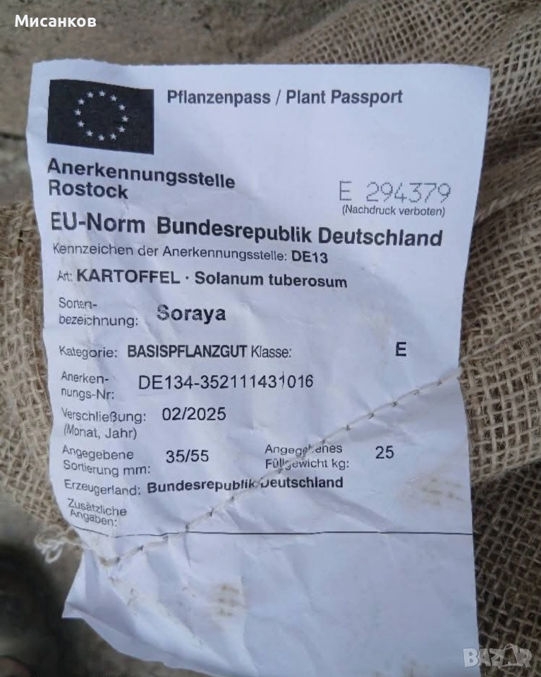 Семена картофи., снимка 1