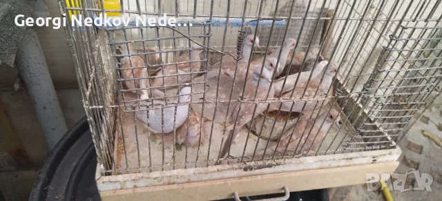 Продавам диамантени гугутки 