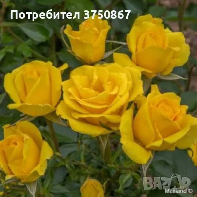 🌹 РОЗА 🌹 RAYON DE SOLEIL® Meianycid / Golden Bonica® Meianycid 