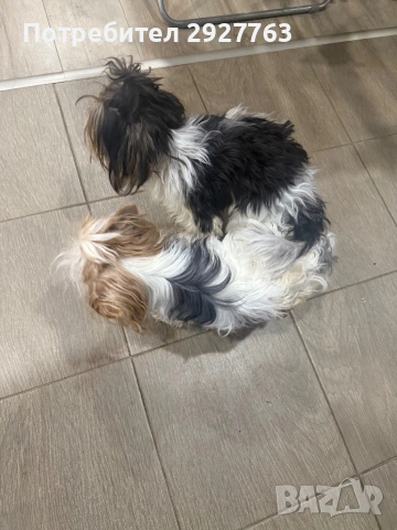 Бивер йоркширски териер, снимка 12 - Йоркширски териер - 54076207