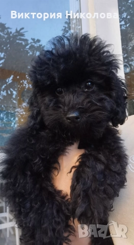 той пудел - черен, снимка 1