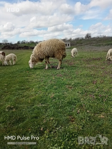 Овен порода асаф 