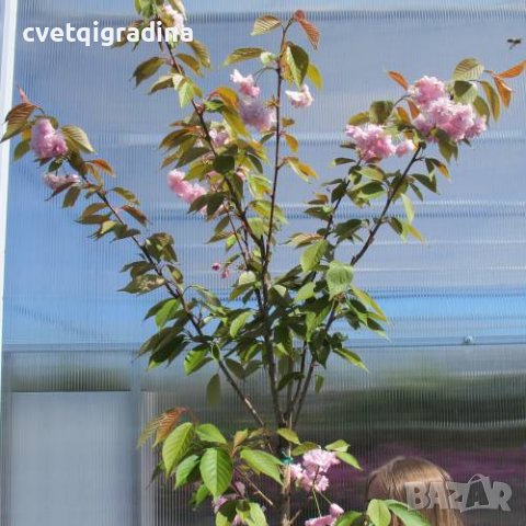 Prunus serr. Kanzan Японска вишна, снимка 1