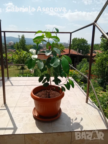 Голямо цвете, снимка 2 - Стайни растения - 51117247