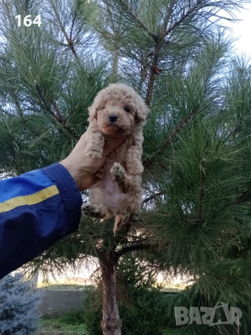 Мъжко Пуделче , снимка 4 - Пудели - 52651114