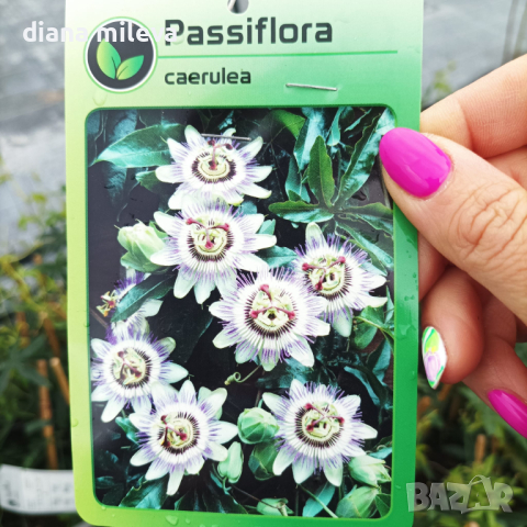 Пасифлора, Passiflora caerulea, снимка 4 - Градински цветя и растения - 44797301