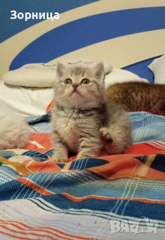 Британско коте, снимка 16 - Британска късокосместа - 54330863